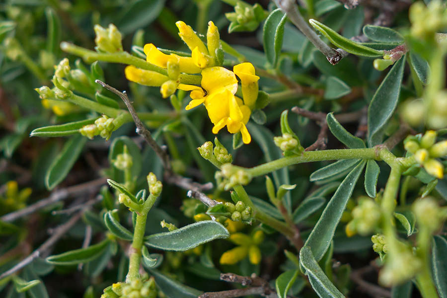 Anthyllis hermanniae / Vulneraria spinosa